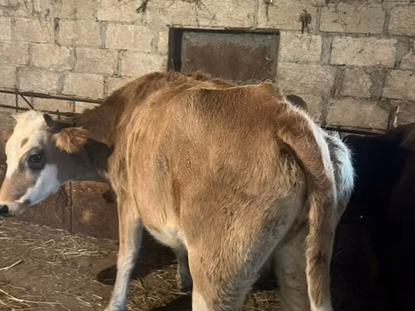 Vacă, Bovine