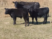 Buğa, Swiss cattle — foto 2