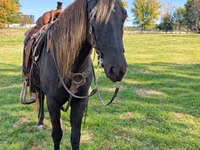 Jument, Rocky Mountain Horse — photo 4