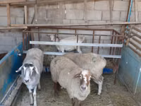 Oaie, Yecheng sheep — foto 3