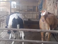 بقرة, Simmental cattle — الصورة 2
