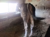 Toro, Ganado vacuno — foto 3
