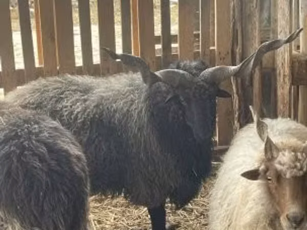 Widder, Racka sheep