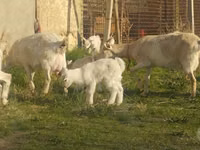 عنزة, الماعز — الصورة 2