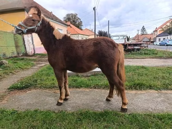 公马, Horses