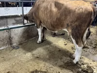 Vacă, Simmental cattle — foto 3