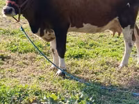 Sigir, Simmental cattle — 2-rasm