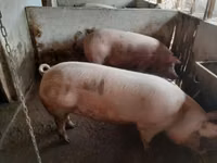 Scroafă — foto 4
