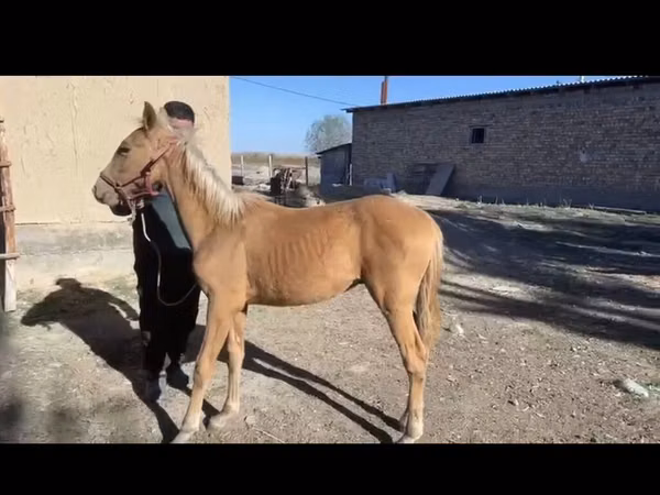 حصان, الخيول
