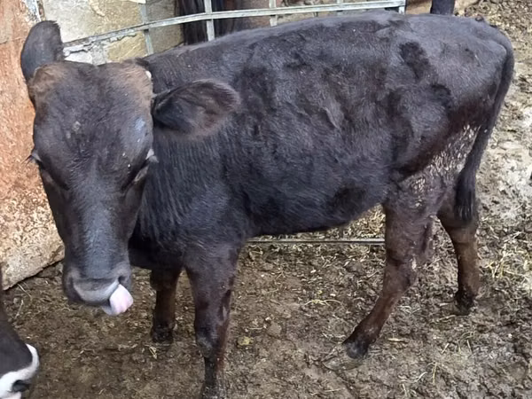 Bou, Aberdeen-Angus