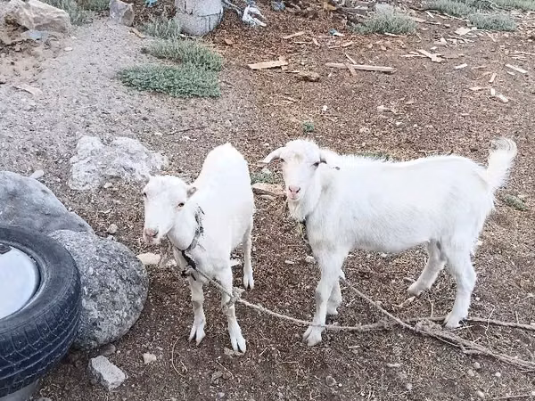Țap, Capre