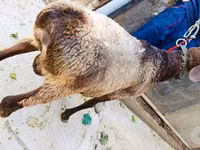 Carnero, Hissar sheep — foto 2