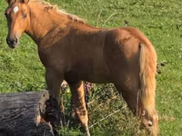 Hengst, Rocky Mountain Horse — Foto 1