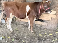Bou, Bovine — foto 3