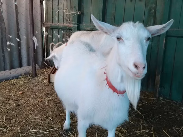 Capră, Saanen goat