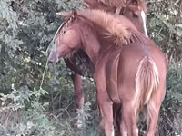 Égua, Cavalos — foto 2