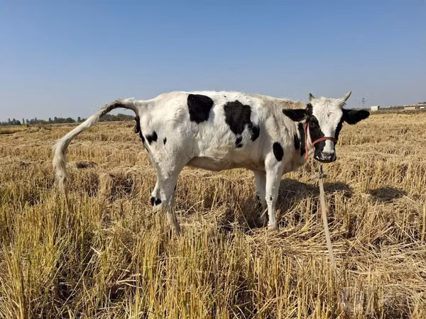 Bulle, Russian Black pied cattle