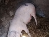 Säue, Schweine — Foto 8