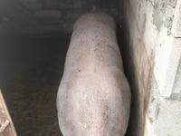 خنزير ذكر, الخنازير — الصورة 2