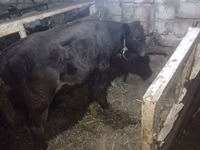 Bulle, Aberdeen-Angus — Foto 4
