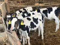 ثور, Russian Black pied cattle — الصورة 1