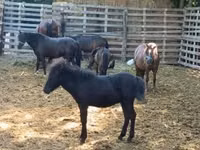 公马, Horses — 照片 1