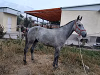 Cal, Thoroughbred horse — foto 3