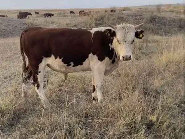 Bull, Kazakh White-headed cow