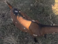 母山羊, Alpine goat — 照片 1