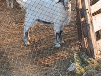 Țap, Nubian Goat — foto 2