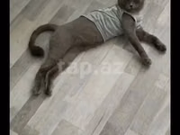 Tecili satilir disi shotland — foto 2
