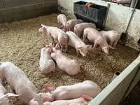 Porci (lot, sex nespecificat) — foto 1
