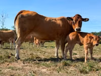 Cow, Partenaise cattle — photo 2