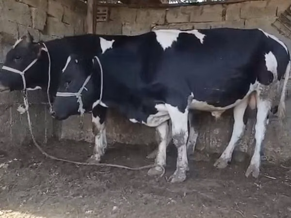 İribuynuzlu mal-qara (partiya, cinsi göstərilməyib), Russian Black pied cattle