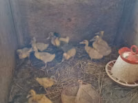 Ducks — Foto 1