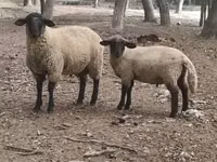 كبش, White Suffolk sheep — الصورة 1