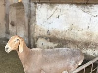 Oaie, Arashan sheep — foto 1