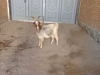 Ziege, Alpine goat — Foto 3