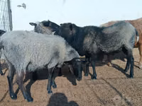 Qoyun, Romanov sheep — foto 5