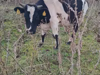 Bulle, Russian Black pied cattle — Foto 3