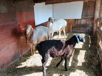 Oveja, Ovejas — foto 4