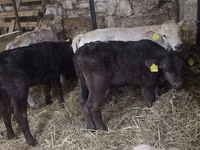 Bou, Bovine — foto 1
