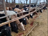 Vacă, Rasa Holstein — foto 3