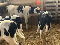 ثور, Russian Black pied cattle — الصورة 4