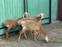 母羊, Sheep — 照片 1