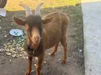 Billy Goat, Goats — photo 2