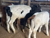 Bou, Russian Black pied cattle — foto 2