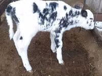 Kuh, Holstein-Rasse — Foto 3
