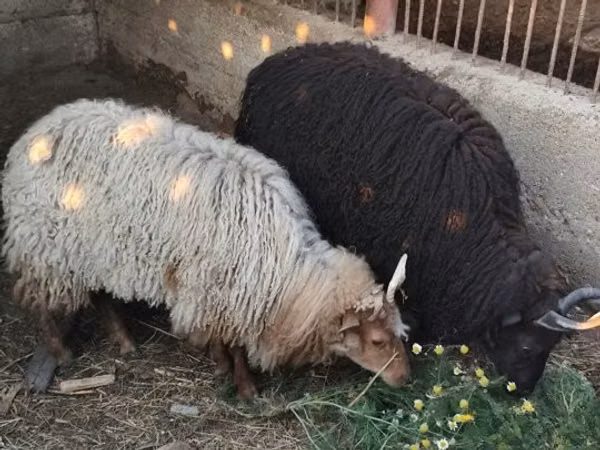 Oaie, Racka sheep