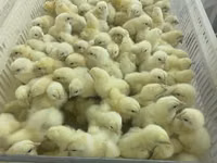 Chickens — foto 5